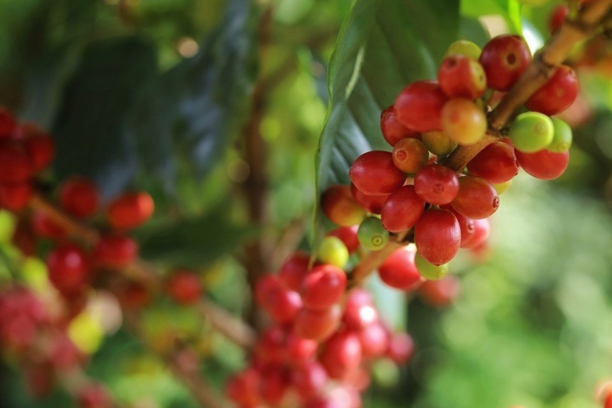 Bản tin nông sản hôm nay (23-2): Giá cà phê tăng cao