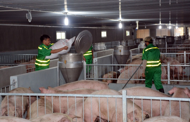 Vì sao tỷ lệ người chăn nuôi sử dụng vaccine nội thấp?