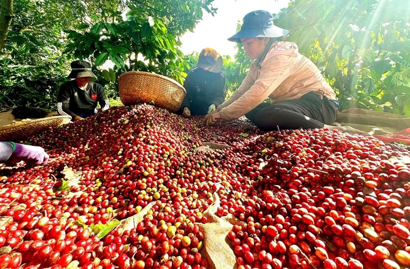 Bản tin nông sản hôm nay (30-4): Giá cà phê, hồ tiêu bình ổn