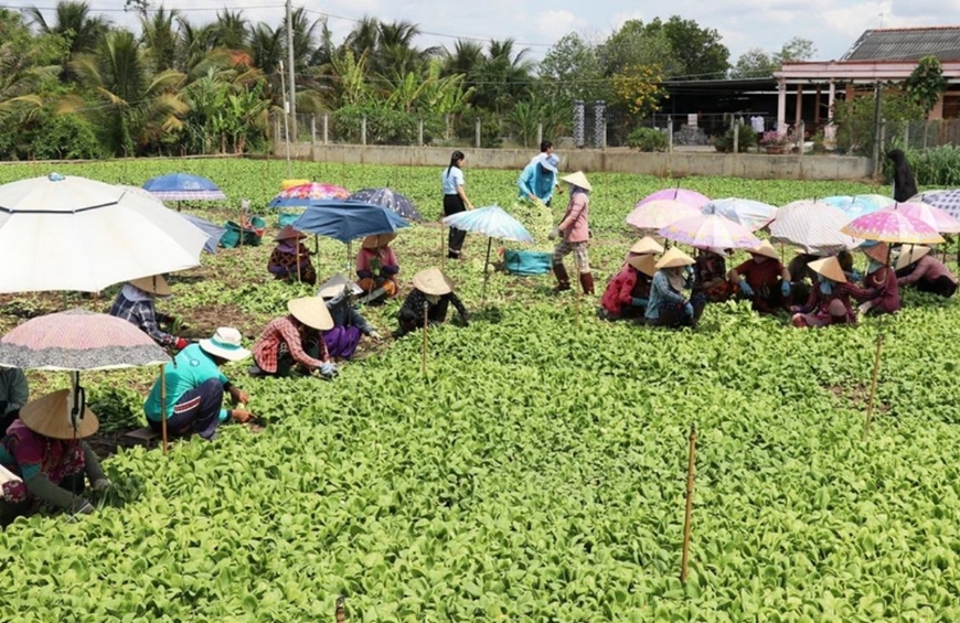Sẽ tiến hành tổng điều tra nông thôn, nông nghiệp từ ngày 1-7