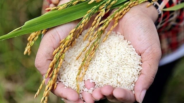 Bắt đầu từ OEM ngành gạo, nước cờ tiếp theo của TCO là gì?