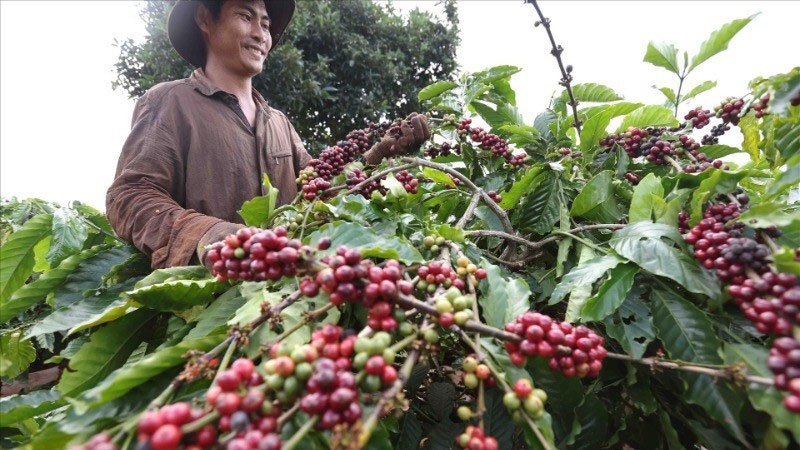 Bản tin nông sản hôm nay (26-6): Giá cà phê giảm mạnh​