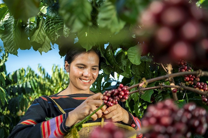 Bản tin nông sản hôm nay (4-6): Giá cà phê, hồ tiêu quay đầu giảm