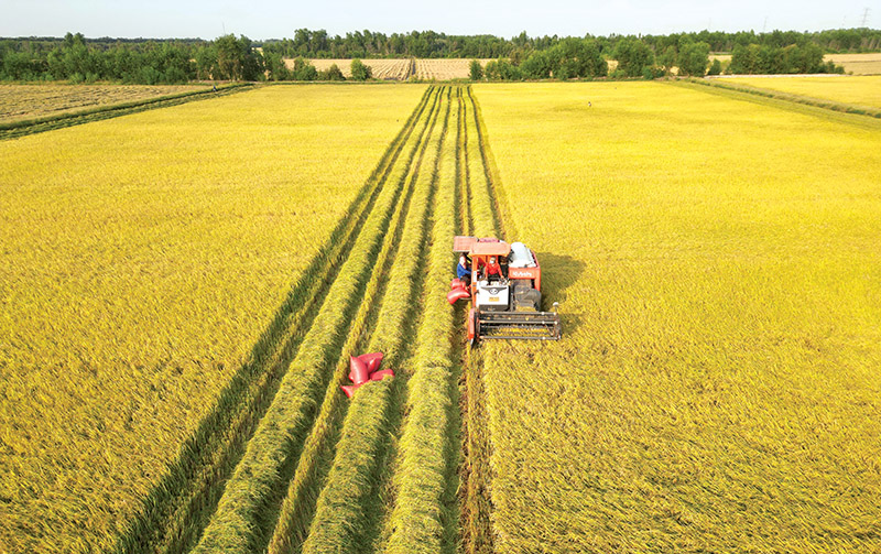 Đất nông nghiệp được miễn thuế thêm 5 năm