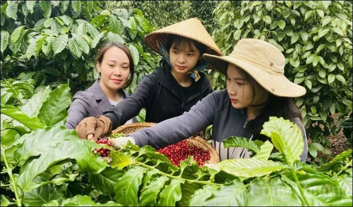 Bản tin nông sản hôm nay (26-7): Giá cà phê tiếp đà tăng, giá hồ tiêu neo ở mức cao