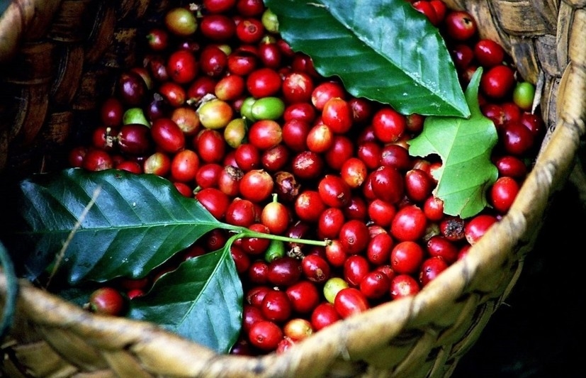 Bản tin nông sản hôm nay (6-7): Giá cà phê tăng nhẹ