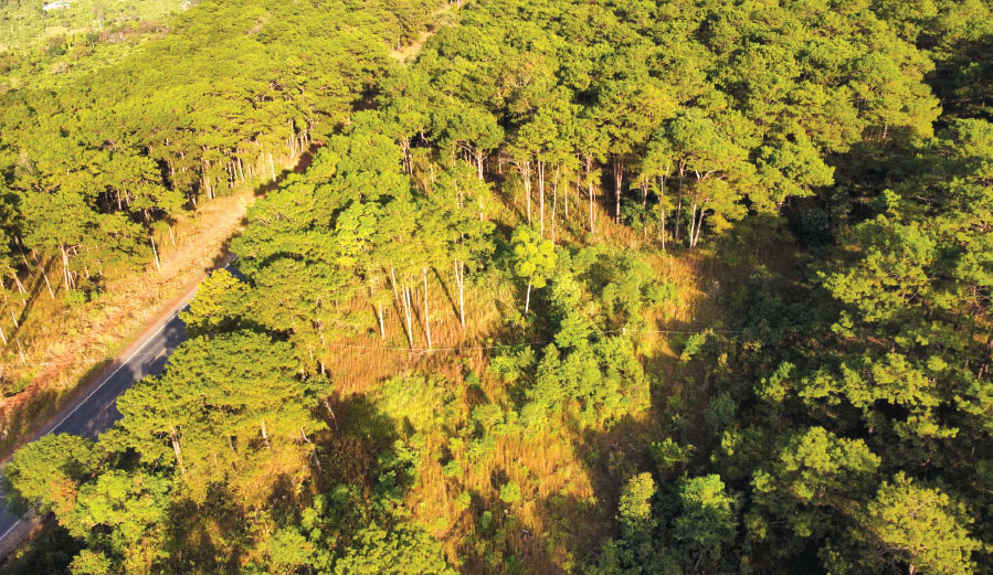 Nâng tầm tín chỉ carbon Việt trong mắt nhà đầu tư