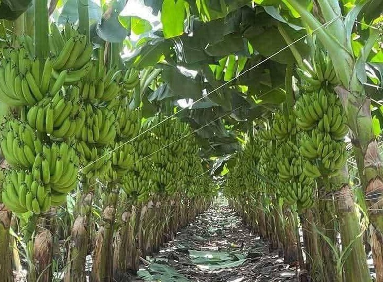 Chuối Việt Nam dẫn đầu thị phần tại Trung Quốc, tiến gần “câu lạc bộ tỷ USD”