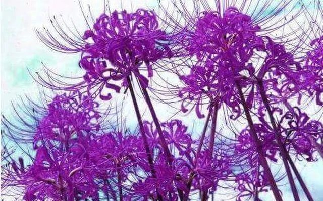 Một mã bất động sản tăng kịch trần 40% trong ngày chào sàn, vốn hóa công ty chạm mốc nghìn tỷ