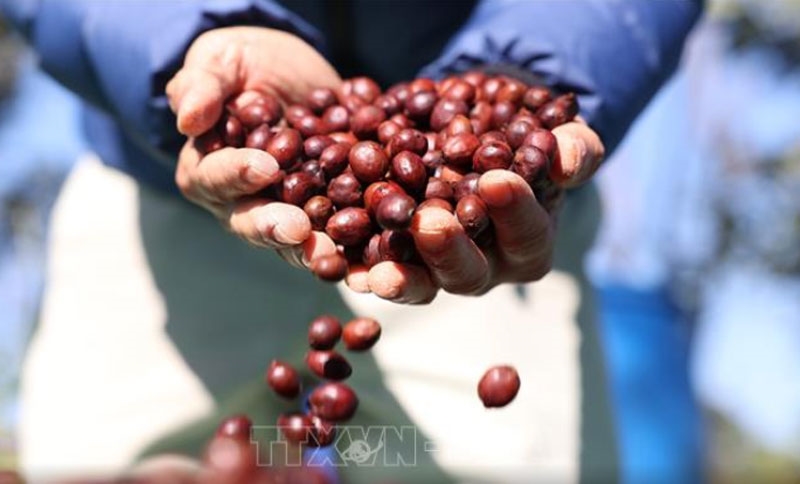 Bản tin nông sản hôm nay (22-8): Giá cà phê và hồ tiêu tăng nhẹ