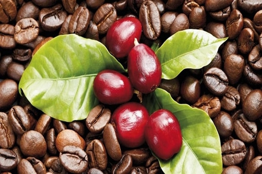 Bản tin nông sản hôm nay (11-8): Giá cà phê ổn định ở vùng đỉnh, hồ tiêu tiếp đà tăng