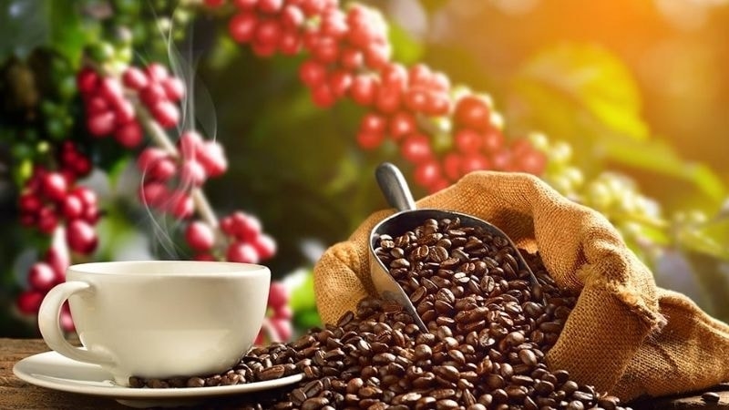 Bản tin nông sản hôm nay (15-8): Giá cà phê trong nước tăng vọt