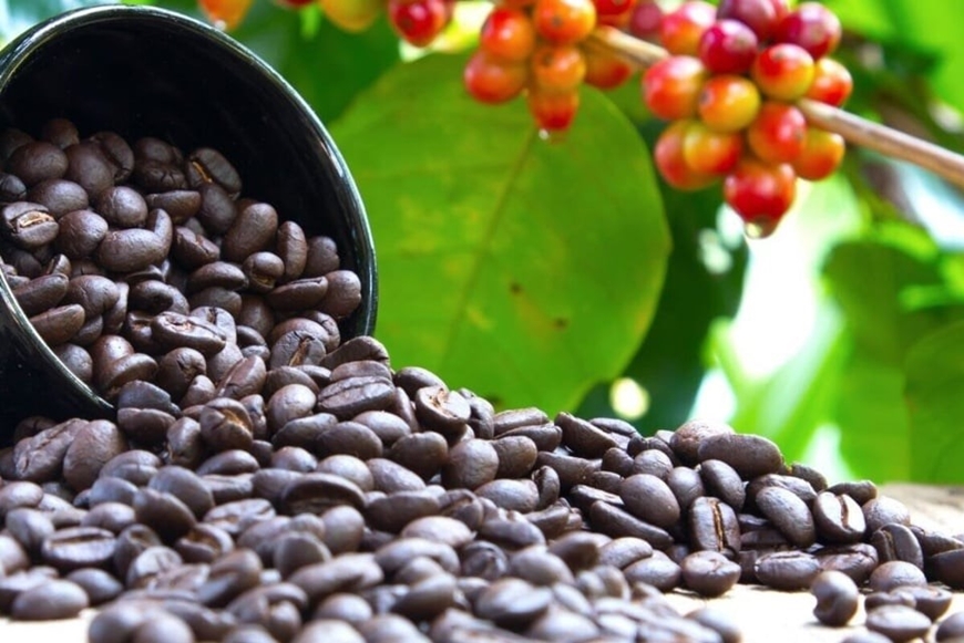 Bản tin nông sản hôm nay (19-8): Giá cà phê tiếp tục tăng, hồ tiêu ổn định ở mức cao