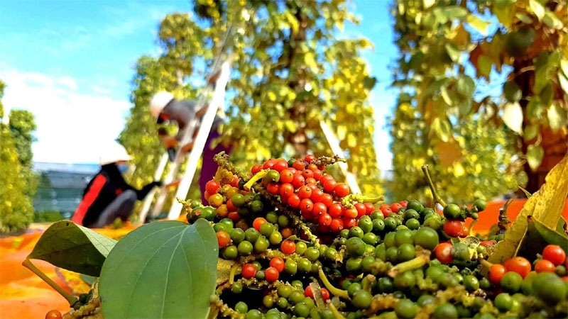 Bản tin nông sản hôm nay (20-8): Giá cà phê và hồ tiêu bình ổn