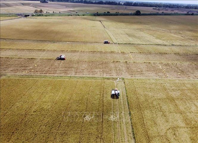 Thủ tướng yêu cầu tăng cường các giải pháp thúc đẩy sản xuất, xuất khẩu và ổn định thị trường gạo