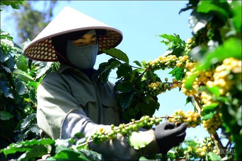 Bản tin nông sản hôm nay (13-9): Giá cà phê tiếp đà tăng cao, giá hồ tiêu giảm nhẹ