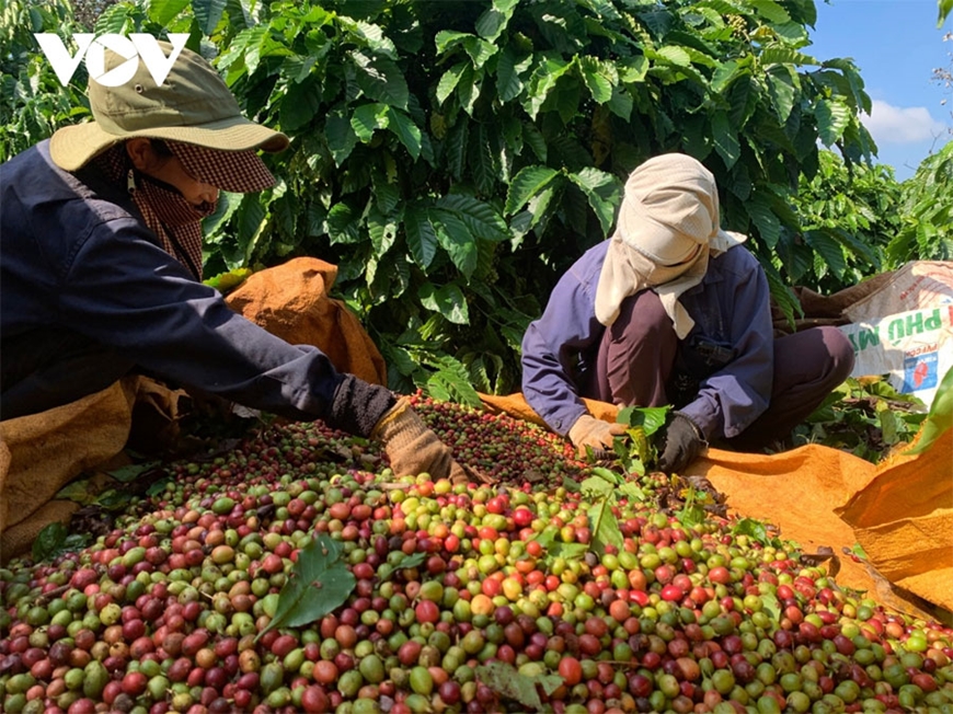Bản tin nông sản hôm nay (14-9): Giá cà phê khu vực Tây Nguyên tăng mạnh
