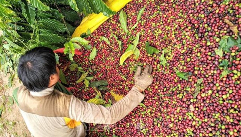 Bản tin nông sản hôm nay (5-9): Giá cà phê diễn biến trái chiều