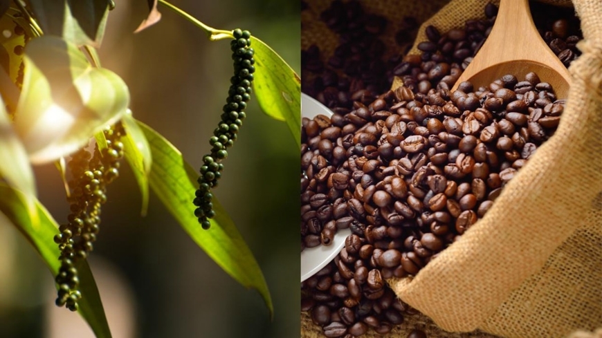 Bản tin nông sản hôm nay (4-9): Giá cà phê giảm mạnh