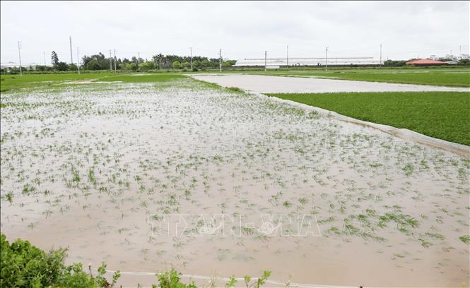 Bắc Bộ và Bắc Trung Bộ: Gần 31.200ha cây trồng bị ngập úng