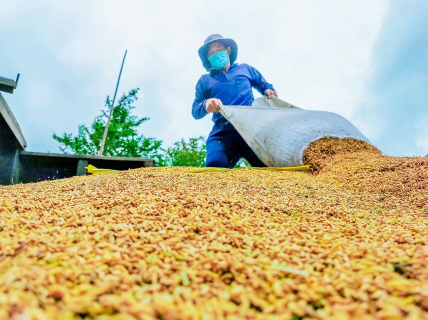 Bản tin nông sản hôm nay (22-9): Giá cà phê trong nước tiếp tục giảm mạnh