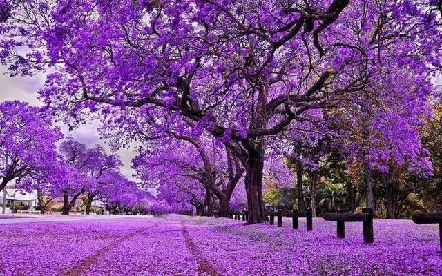 Cổ phiếu DN bất động sản của “đại gia” Đỗ Hữu Hạ tăng kịch trần 20%: Vốn hóa xấp xỉ 21.000 tỷ, vượt mặt loạt tên tuổi lớn Đất Xanh, Phát Đạt, DIC Corp…