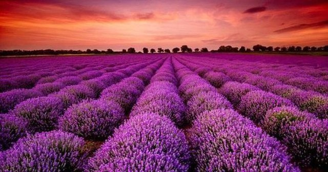 336 triệu cổ phiếu chứng khoán nhận tin vui, thị giá “bốc đầu” kịch trần