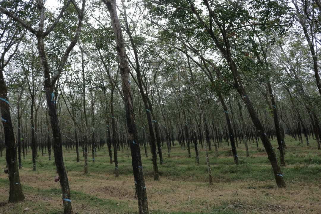 Đồng Nai cần thu hồi 3.400 héc ta đất cao su phục vụ dự án lớn