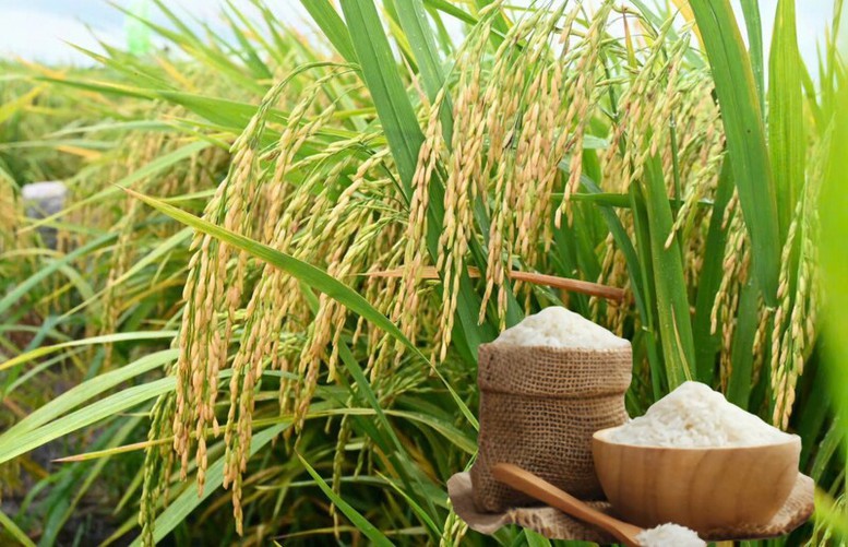 Thông qua nội dung Bản ghi nhớ hợp tác thương mại gạo Việt Nam – Singapore