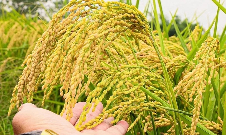 Bản tin nông sản hôm nay (24-10): Giá lúa biến động; hồ tiêu đi ngang