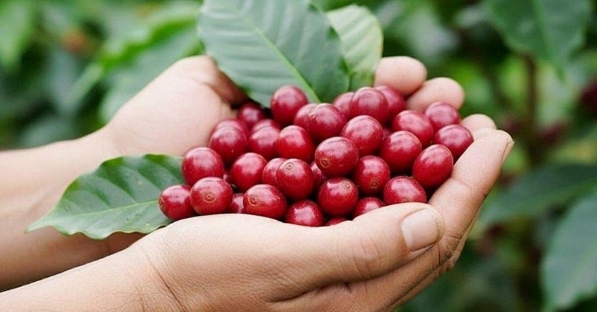 Bản tin nông sản hôm nay (16-11): Giá cà phê giảm sâu