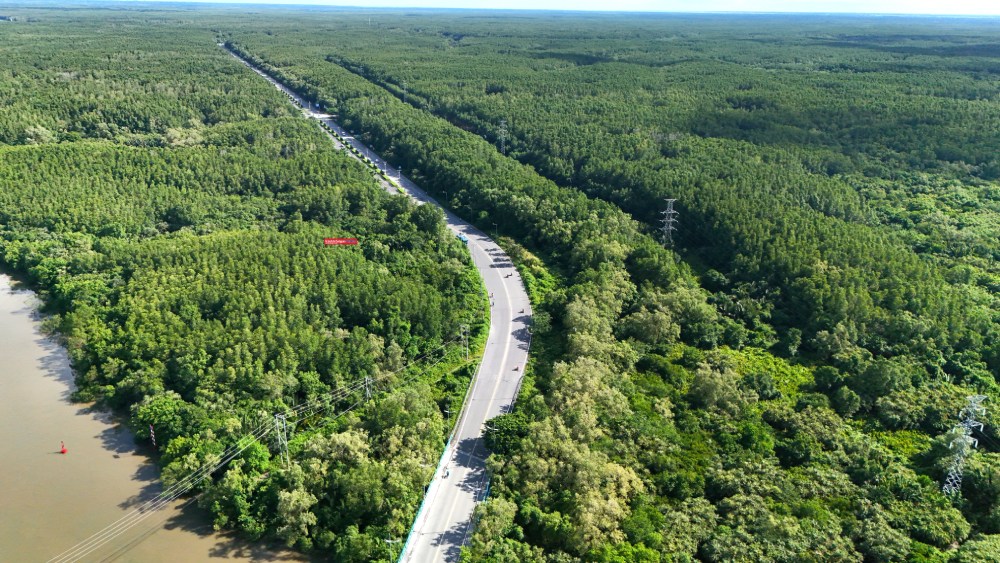 TPHCM sẽ làm công viên rừng ngập mặn Cần Giờ