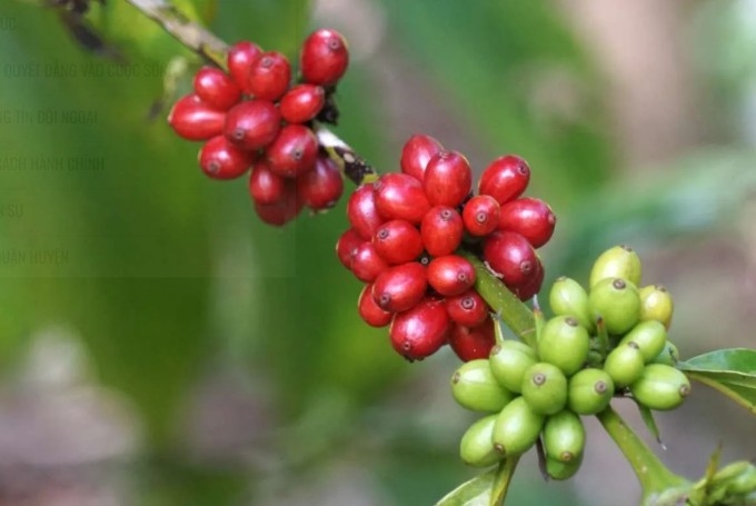 Bản tin nông sản hôm nay (11-11): Giá cà phê tăng nhẹ, giá hồ tiêu bình ổn