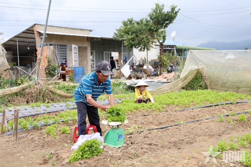 Lâm Đồng: Nguồn cung rau củ sụt giảm, giá cao