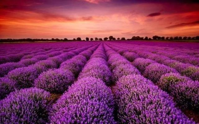 Doanh nghiệp BĐS đầu tiên công bố lợi nhuận 2025 tăng hơn 100%, cổ phiếu lập tức “tím lịm”