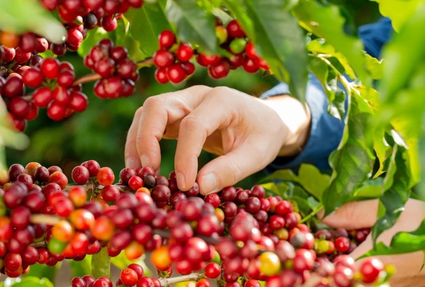 Bản tin nông sản hôm nay (24-12): Giá cà phê tiếp tục tăng mạnh