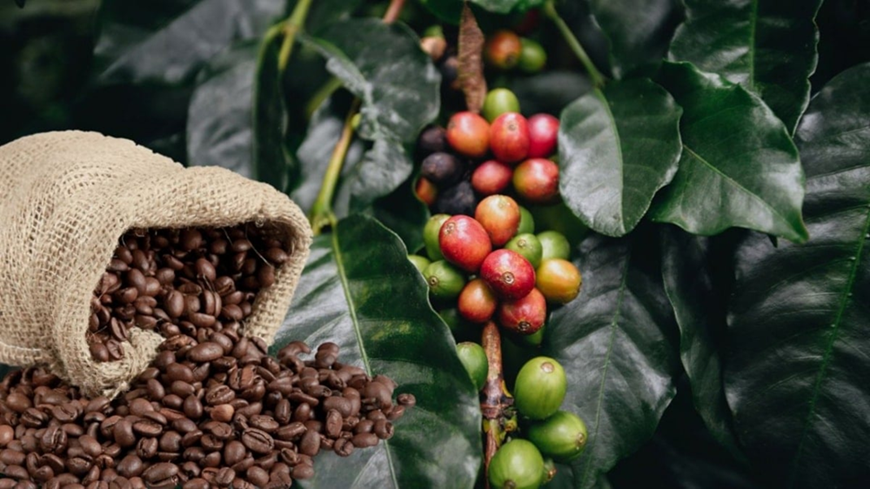 Bản tin nông sản hôm nay (11-12): Giá cà phê và hồ tiêu tăng nhẹ