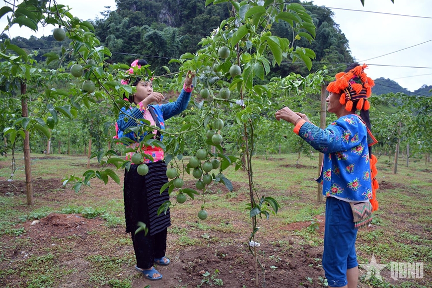 Để chanh leo phát huy hiệu quả kinh tế, phát triển bền vững