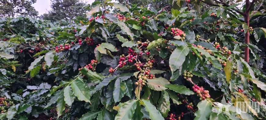 Xuất khẩu nông lâm thủy sản 11 tháng 2025 của Việt Nam đạt 64,01 tỷ USD