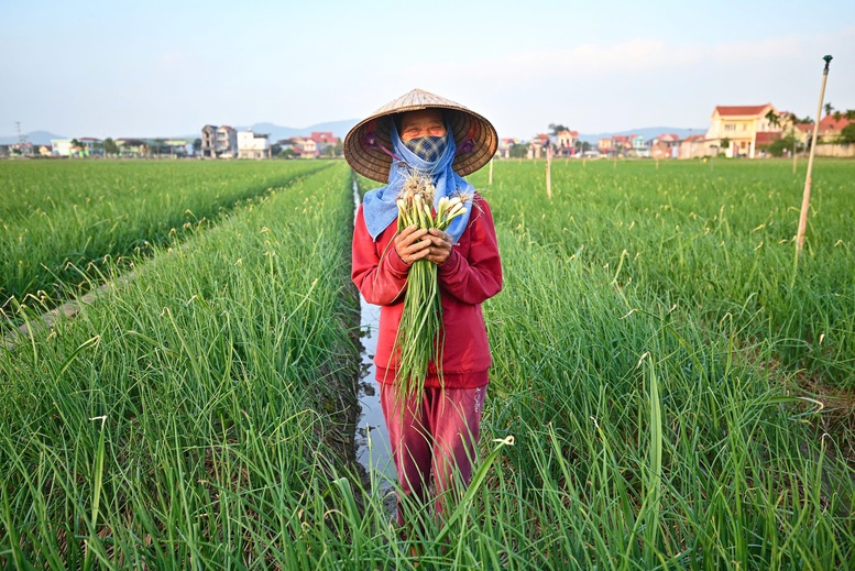 Thị trường rau củ nội địa: Cơ hội, thách thức và hướng phát triển