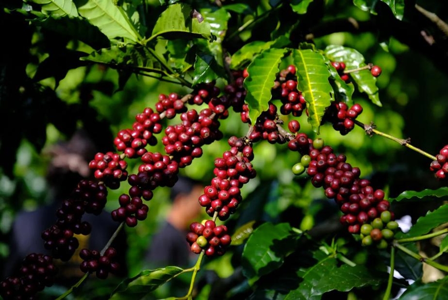 Bản tin nông sản hôm nay (18-1): Giá cà phê giảm