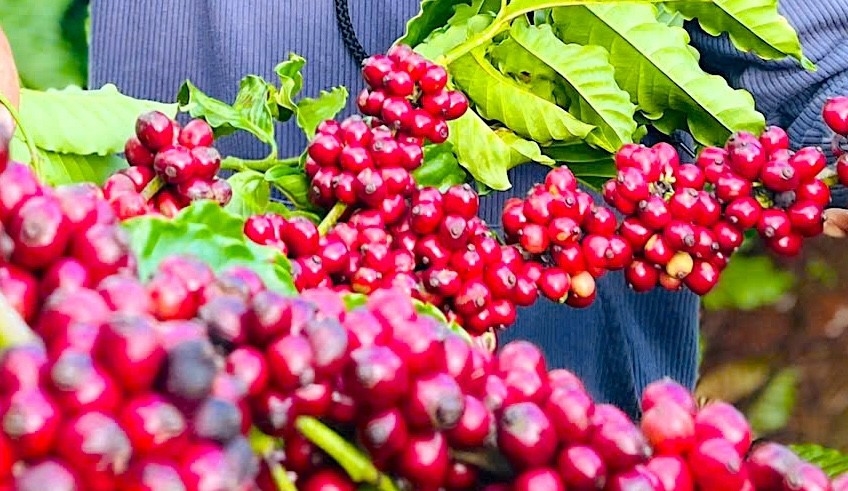 Bản tin nông sản hôm nay (19-1): Giá cà phê, hồ tiêu ổn định