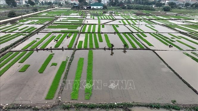 Kết thúc lấy nước sản xuất vụ Đông Xuân: Hoàn thành gần 91% kế hoạch