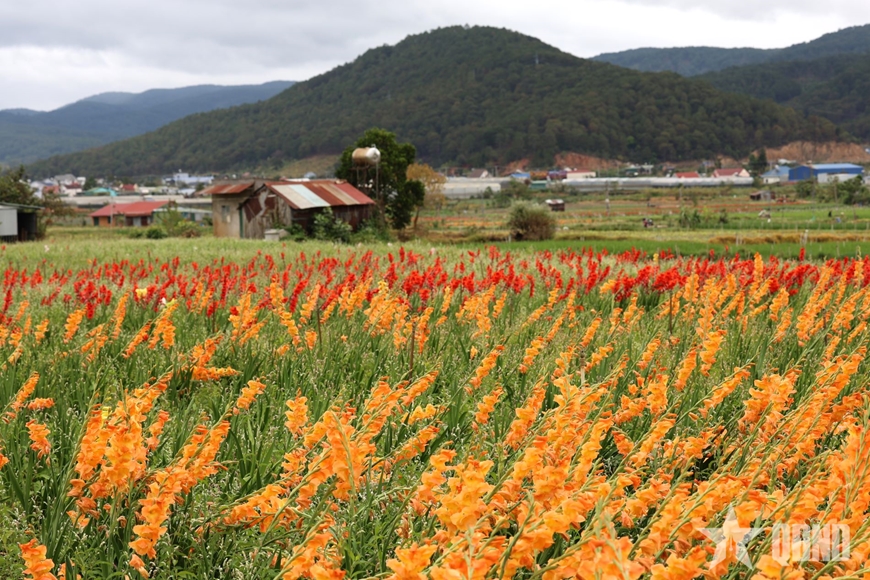 Thủ phủ hoa lay ơn tại Lâm Đồng thất thu vì hoa nở muộn