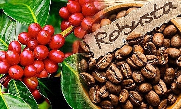 Bản tin nông sản hôm nay (7-2): Giá cà phê, giá gạo xuất khẩu bật tăng mạnh