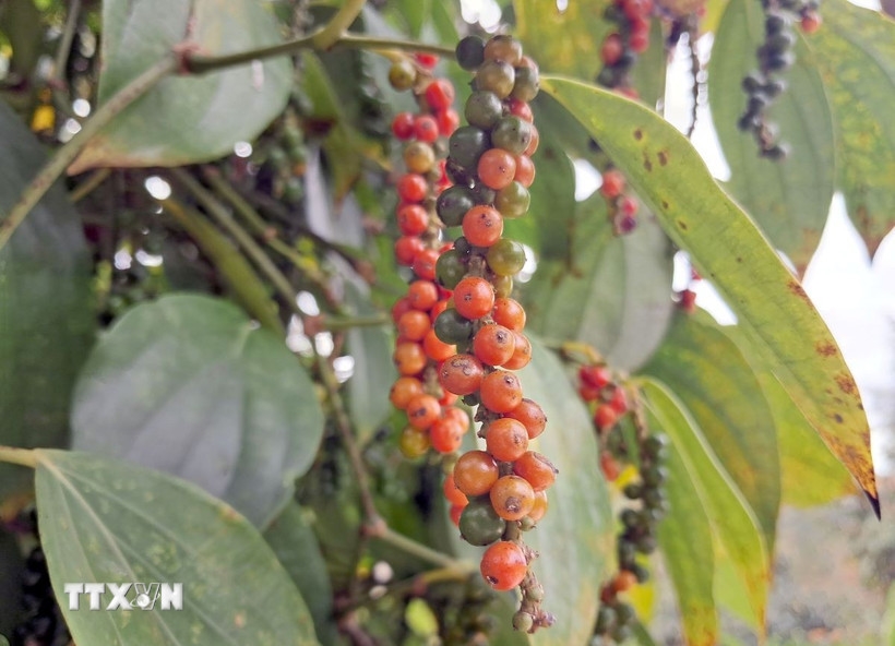 Bản tin nông sản hôm nay (25-3): Giá cà phê giảm, lúa gạo lặng sóng, hồ tiêu ổn định