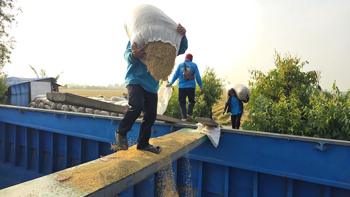Tiền sẵn trong ngân hàng, lúa vẫn tắc đầu ra