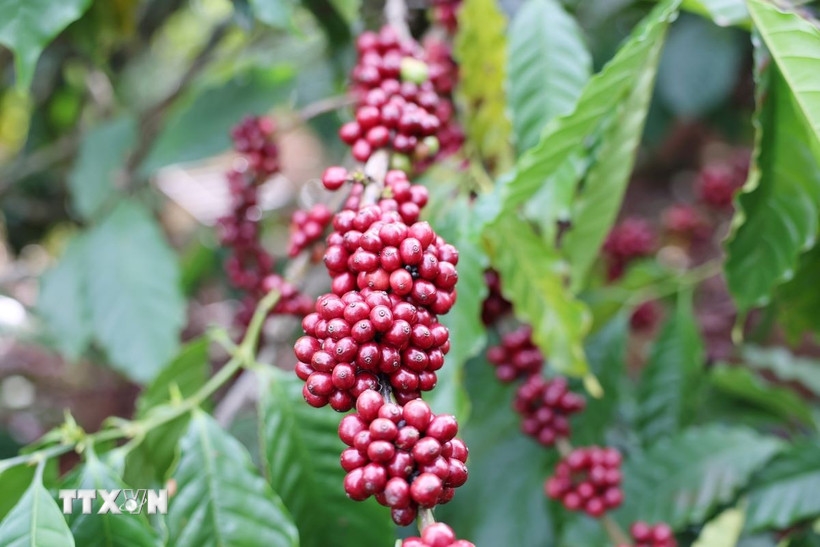 Bản tin nông sản hôm nay (2-4): Giá hồ tiêu đồng loạt giảm, cà phê trong nước tăng mạnh