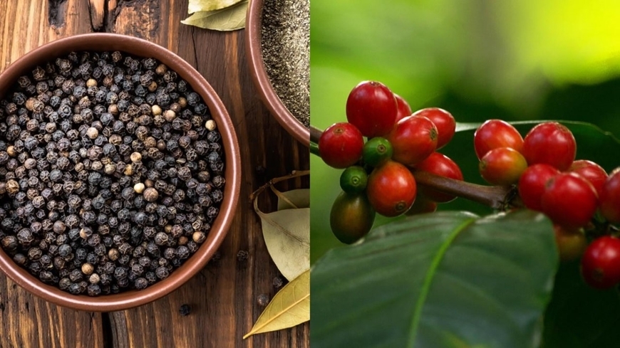 Bản tin nông sản hôm nay (8-4): Giá hồ tiêu tăng nhẹ