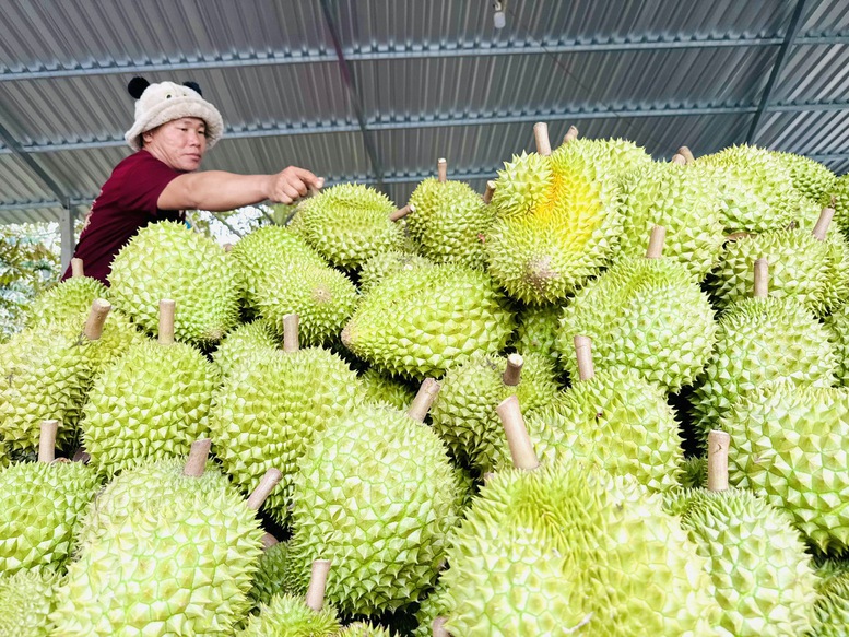 Gỡ “nút thắt” kiểm nghiệm, tổ chức lại chuỗi giá trị sầu riêng bền vững